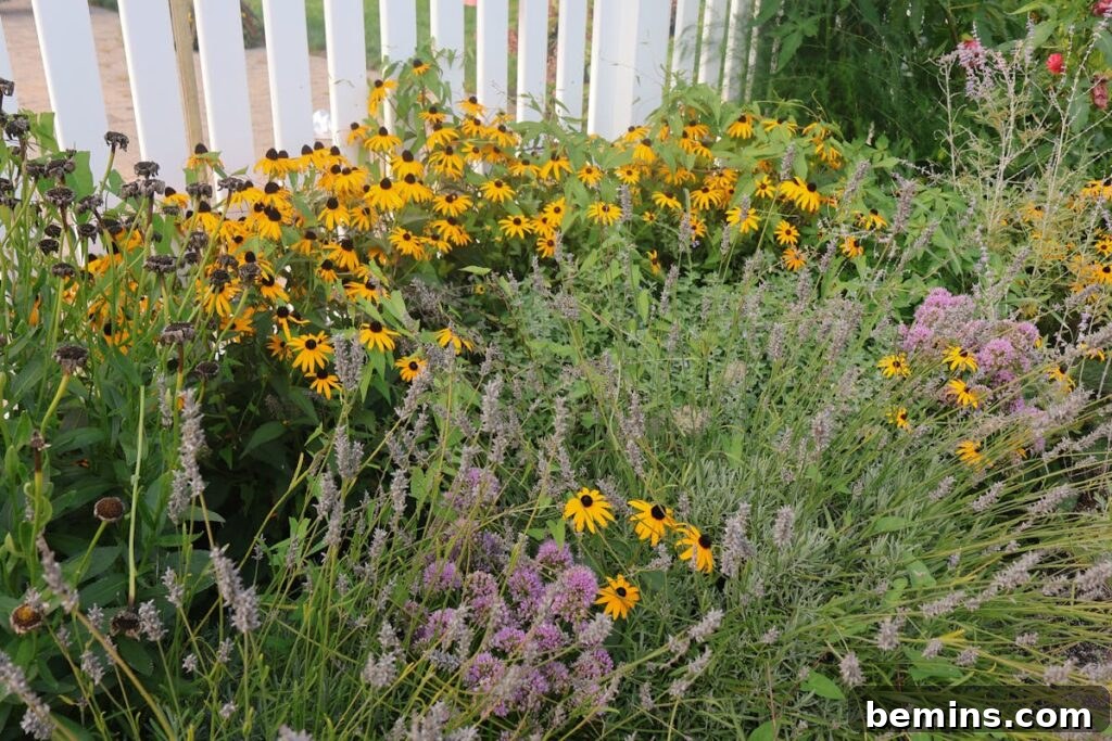 A lush garden featuring blooming wildflowers including lavender and black-eyed susans, set against a white fence.