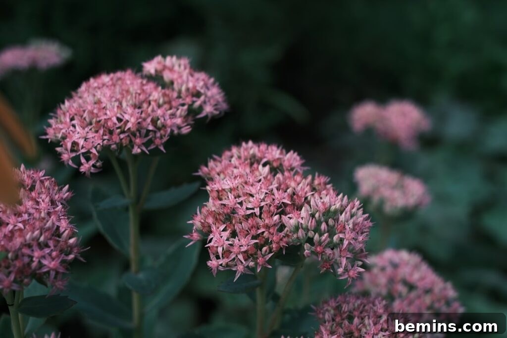 A close up of a bunch of pink flowers