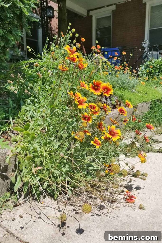Gallardia plant with other greenery