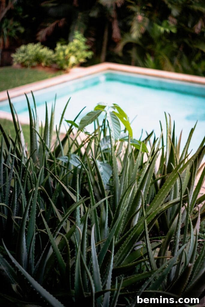 A pool with plants around it