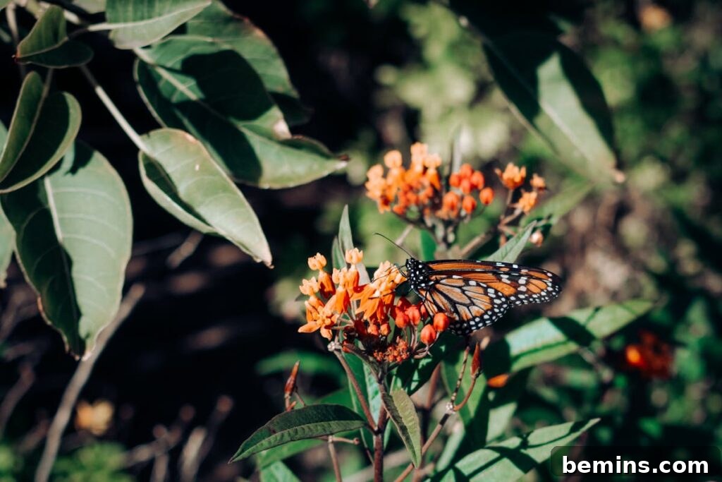 A vibrant monarch butterfly rests on orange milkweed flowers in Buenos Aires, showcasing nature's beauty.