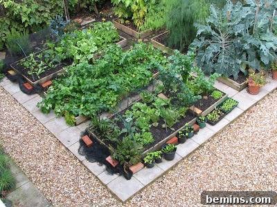 A variety of healthy plants thrive in a neatly organized and productive vegetable garden.