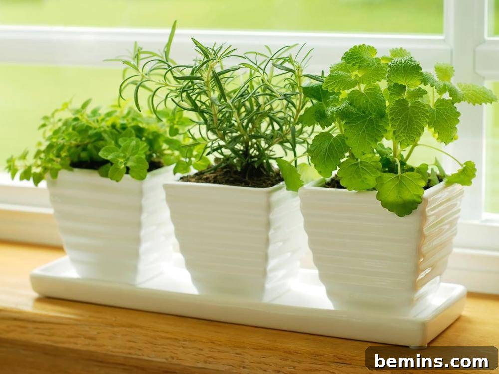 Herb Gardens 101: Container Gardening Tips