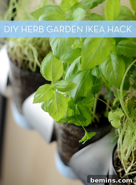 IKEA Herb Garden Hack: Grow Your Own Indoors 2 Beautiful indoor herb garden created with an IKEA Vurm wine rack.