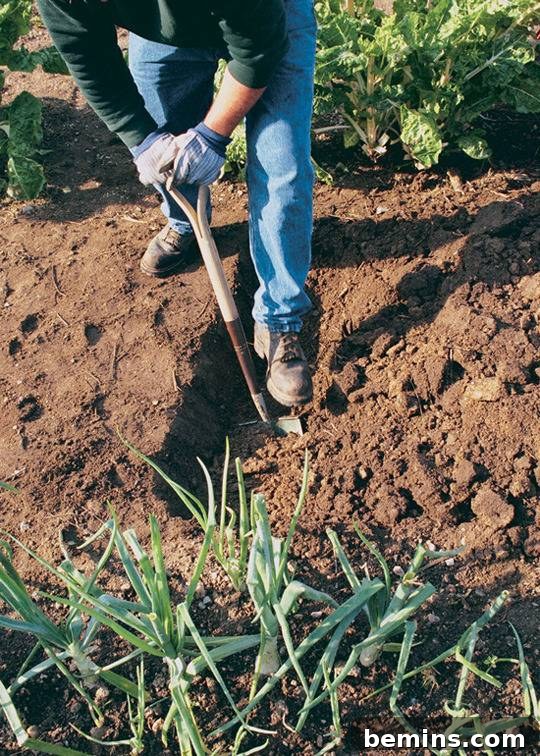 Double Digging Technique for Improved Soil Aeration
