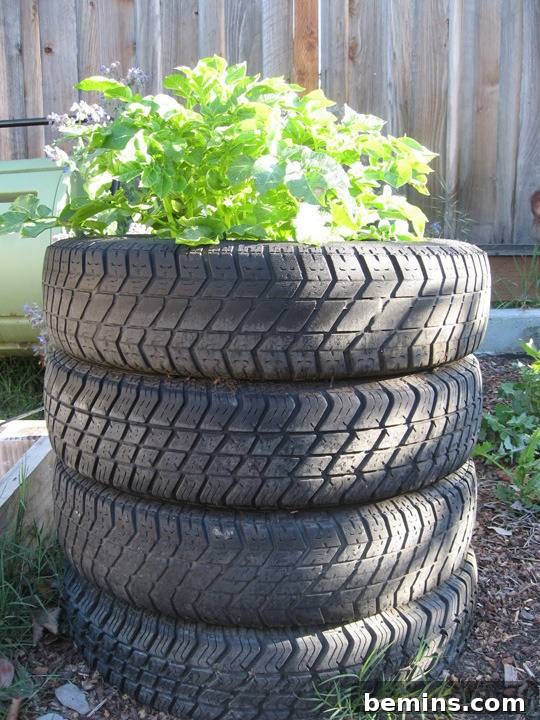 Root Vegetable Towers: Growing Potatoes in a Limited Space