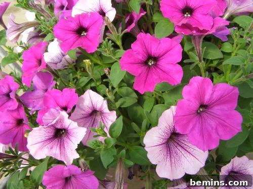 Wave Petunias