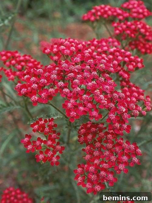 Yarrow