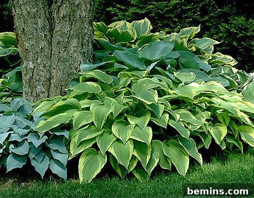 Hosta