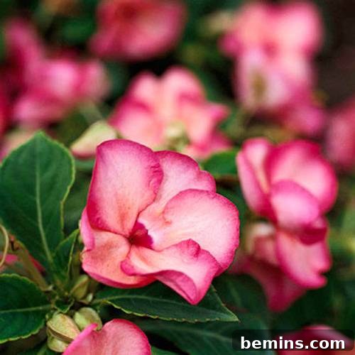 Impatiens