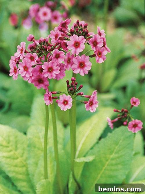 Primrose