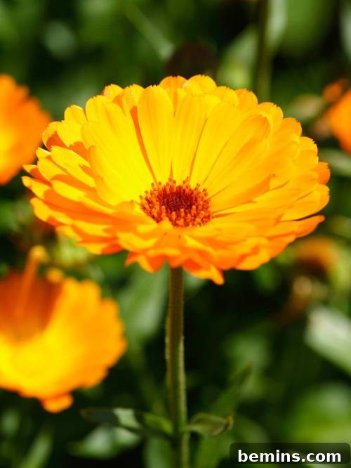 Pot Marigold