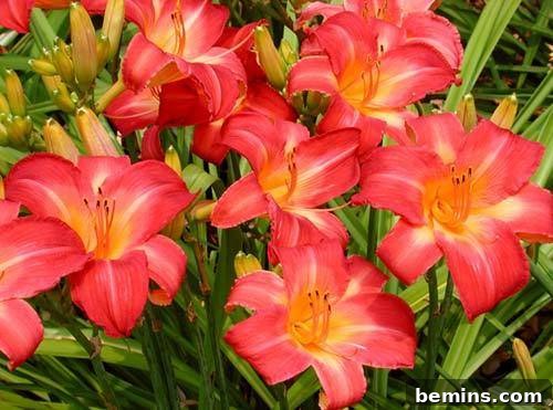 Daylily