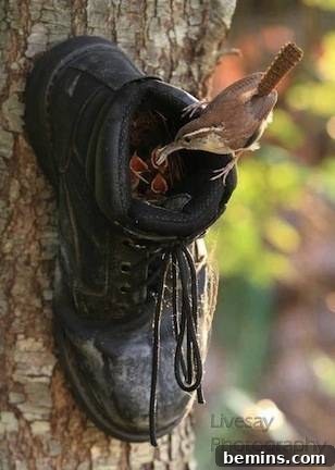 6 Sensational Upcycled Birdhouses
Six Stunning Upcycled Bird Abodes 6 A black shoe attached to a tree trunk with a bird perched on its rim, creating a charming and unexpected birdhouse.