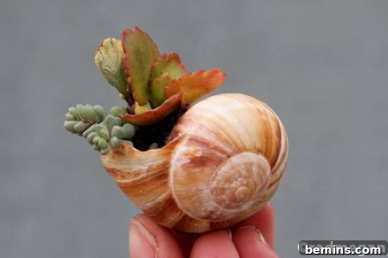 Shell with plants growing out of it, showcasing miniature gardens in shell pots.