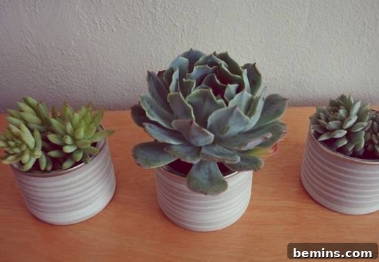 Three pots with succulents, showcasing recycled mini insta-pots for succulents.