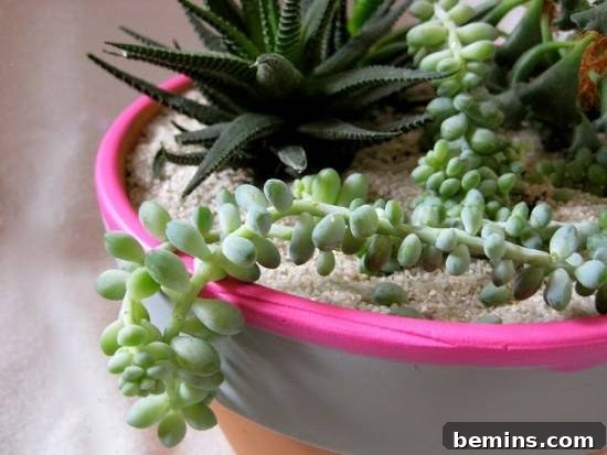 Plant pot with different succulents, neon dream planters for desert plants.
