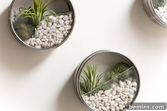 Three tins with rocks and succulents, tiny terrarium wall garden setup.