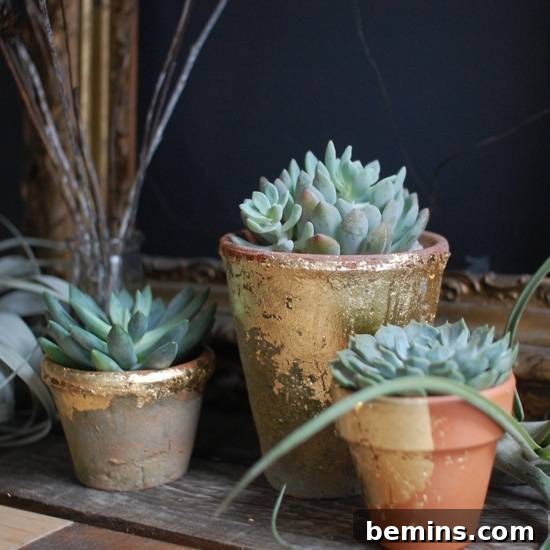 Planters pot with Plants for decoration.