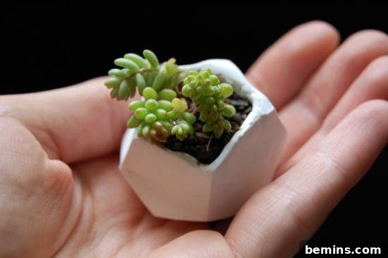 Tiny white glazed plant pot holding a small succulent.
