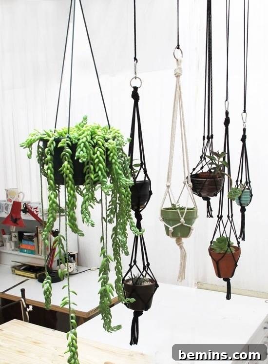 Hanging gardens in a bright white room, showcasing plants in macrame holders.