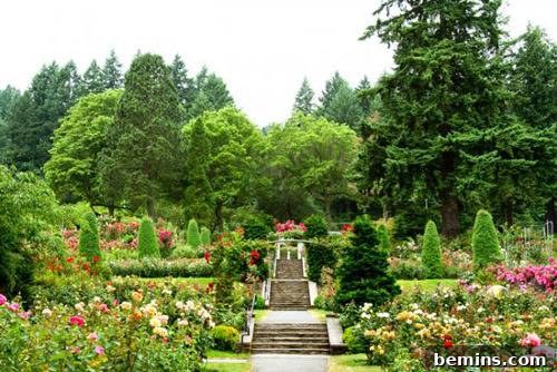 A vibrant flower garden filled with blooming roses and diverse plant life, featuring trees and an elegant stone staircase ascending through the landscape.