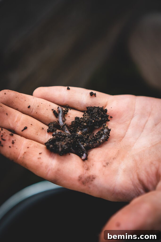 A handful of worms used for worm composting.