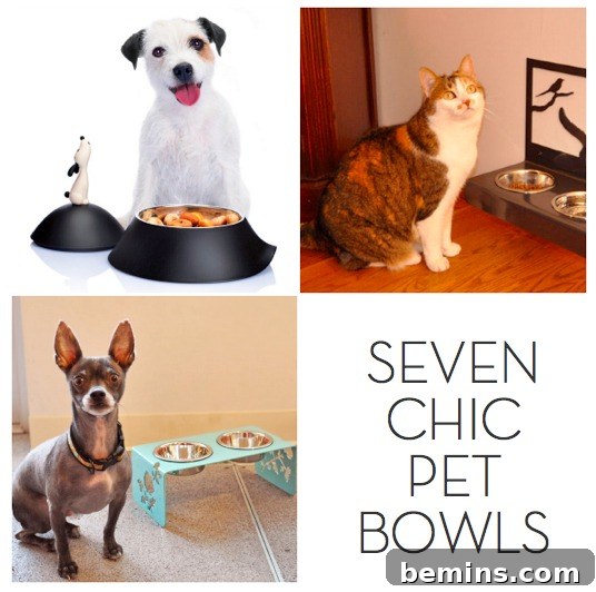 7 Chic Pet Bowls That Elevate Mealtime 2 Pets seated next to their stylish pet bowls, showcasing different heights, sizes, and designs.
