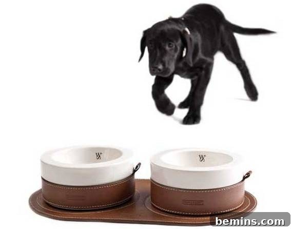 7 Chic Pet Bowls That Elevate Mealtime 3 A happy black dog eagerly running towards its stylish dinner bowls.