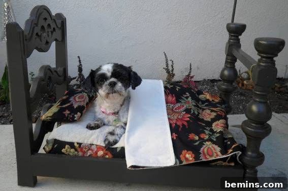 A black and white dog relaxing in a small bed ingeniously crafted from a repurposed vintage chair.
