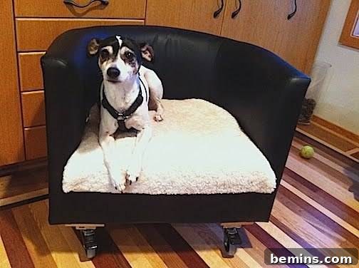 A dog enjoying a transformable pet bed, showcasing a creative and versatile design for pet comfort.