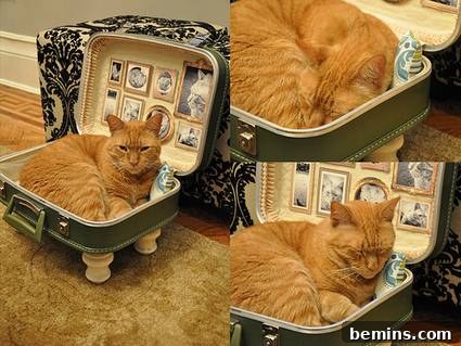A cat peacefully sleeping in a pet bed made from a repurposed vintage suitcase, adding a touch of travel-themed charm.