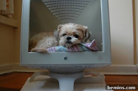 A puppy contentedly lounging in a computer monitor repurposed into a cozy and minimalist pet bed.