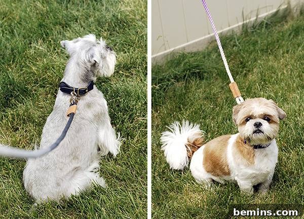 Dogs on Leashes