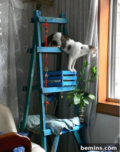 Purr-fect Perches: Crafting 6 Feline-Friendly Cat Trees 4 A cat climbs on a blue ladder shelf. Showcasing the use of repurposed materials to create a unique and affordable cat tree.
