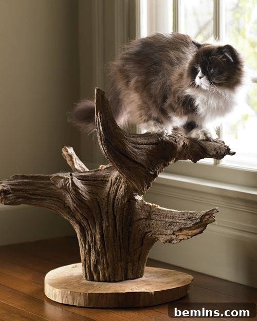 Purr-fect Perches: Crafting 6 Feline-Friendly Cat Trees 5 A piece of wood with a cat on top is on a shelf. Emphasizing the natural and sculptural qualities of a cat tree made from a fallen branch.