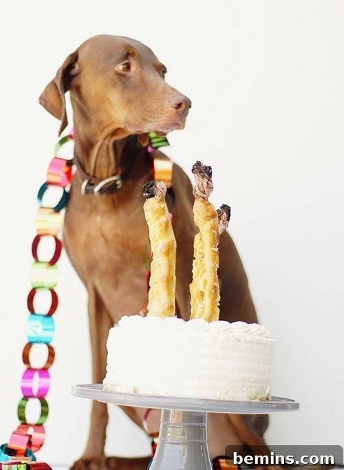 Dog Treat Birthday Candles