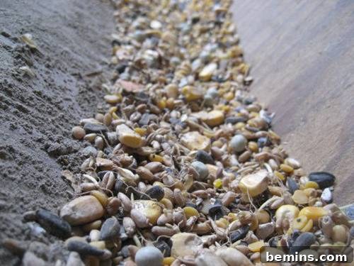 Healthy Chicken Feed Recipe