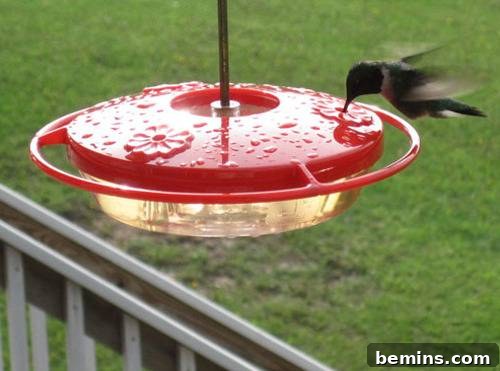 Homemade Hummingbird Nectar