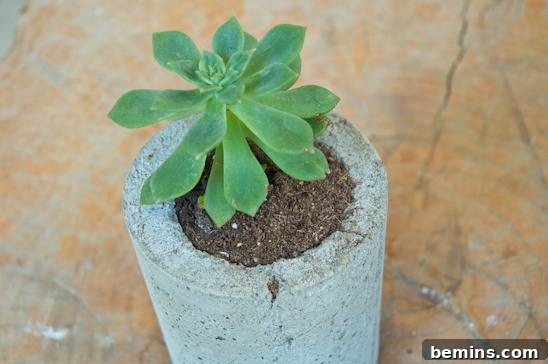 Succulent Planter