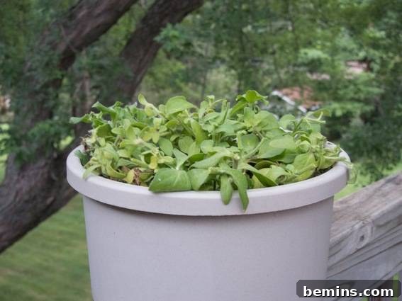 Revive Your Leggy Petunias: A Simple Guide to Bountiful Blooms 3 A round, deep planter showcasing a flourishing, low-growing plant with lush green foliage.