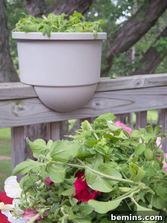 Revive Your Leggy Petunias: A Simple Guide to Bountiful Blooms 4 A vibrant display of plants flourishing in containers, adding a touch of natural beauty near a wooden railing.