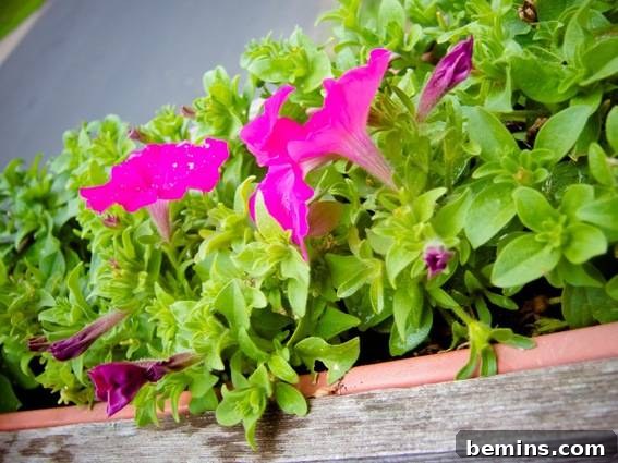 Revive Your Leggy Petunias: A Simple Guide to Bountiful Blooms 5 A charming wooden basket box filled with vibrant purple petunias, adding a splash of color and beauty to the surroundings.