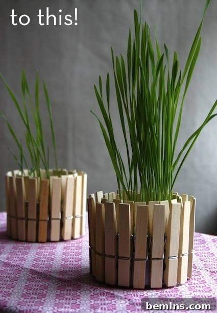 Charming plant pots, creatively made from upcycled tuna cans adorned with clothes pins, showcase sustainable home decor.
