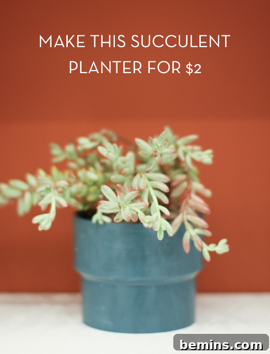 Succulent in a blue planter near a terracotta colored wall.