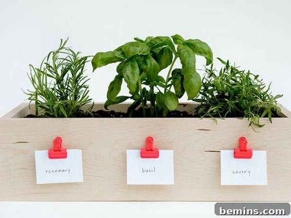 A kitchen herb garden planter box