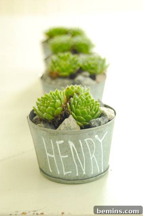 Succulent Favors