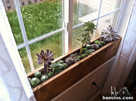 A vibrant windowsill box filled with thriving succulents, creating a miniature indoor garden.
