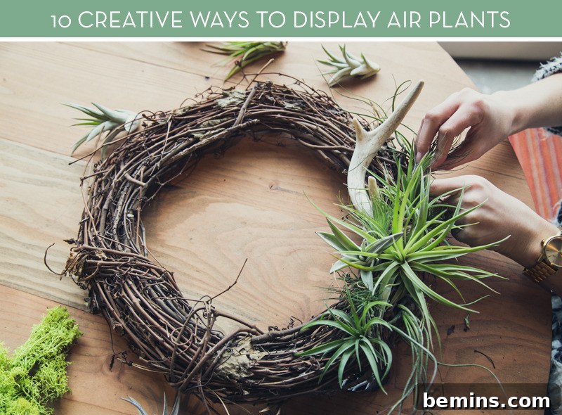 Air plant holder display ideas