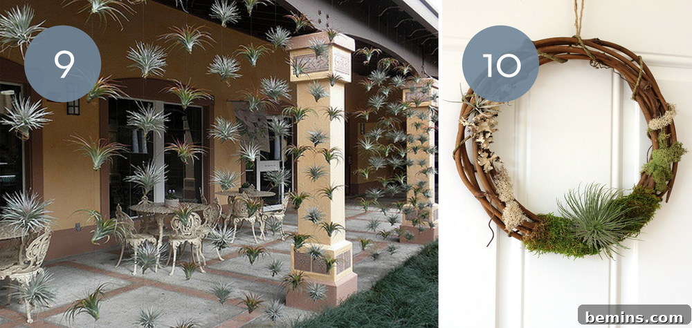 10 Stylish Ways To Display Air Plants